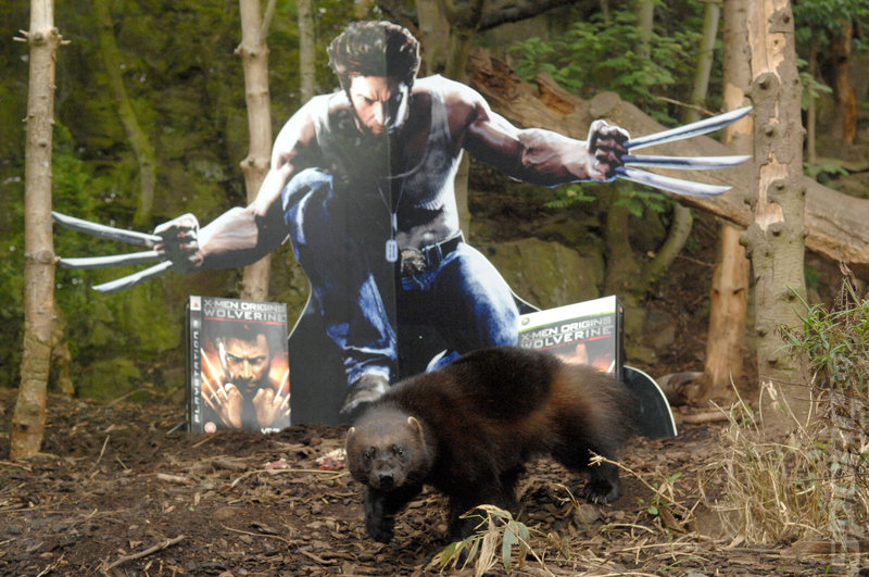 Wolverine vs Wolverine: Weirdest Marketing Ever? News image