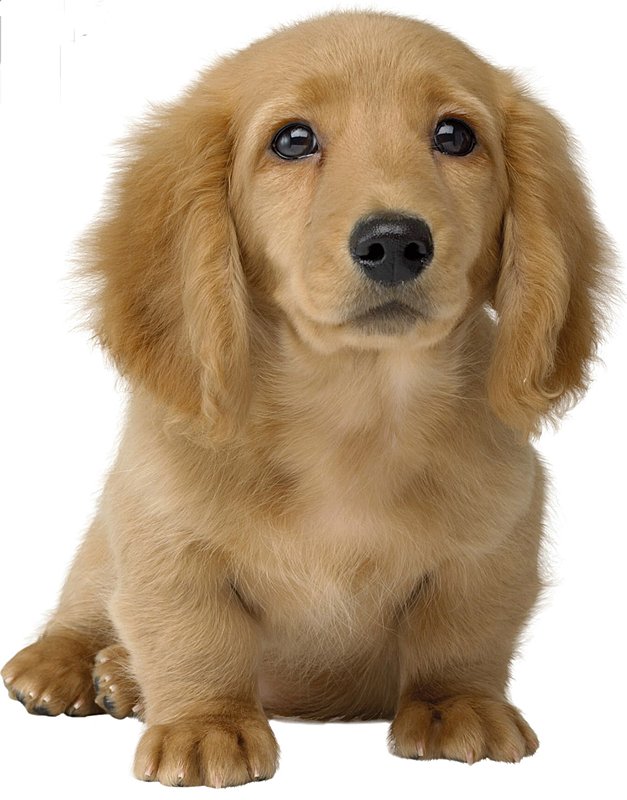 Nintendogs: The New Dogs? News image