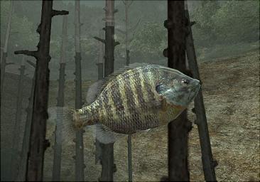 Reel Fishing III - PS2 Screen